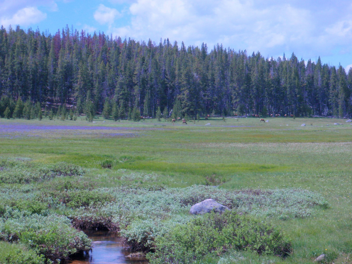 Elk Herd; Mano Creek; Blue Camas.